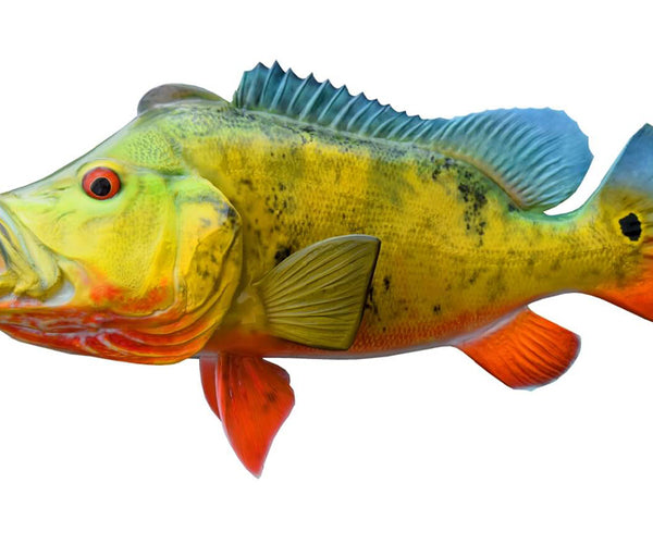 20.5-Inch Peacock Bass Fish Mount